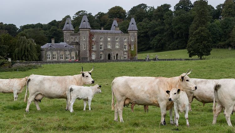 White Park cattle Campaign launched to preserve rare White Park cattle herd Farmers