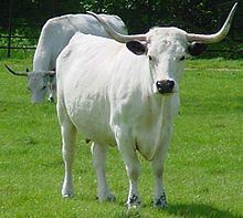 White Park cattle httpsuploadwikimediaorgwikipediacommonsthu