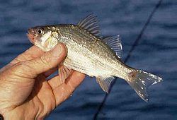 White perch White perch Wikipedia