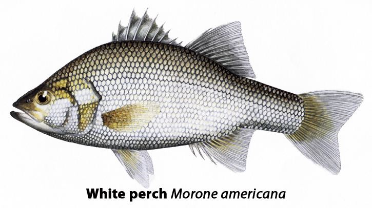 White perch Fish of the Month