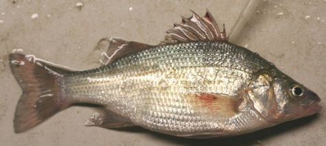 Image result for lake erie white perch