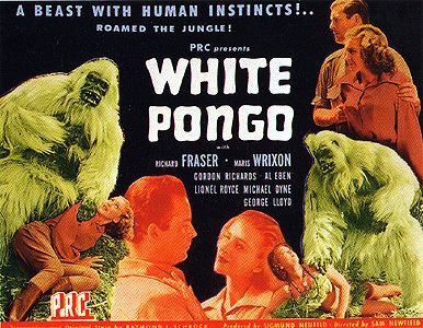 White Pongo