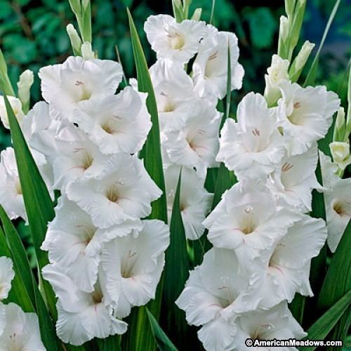 White Prosperity Gladiolus Bulbs White Prosperity American Meadows