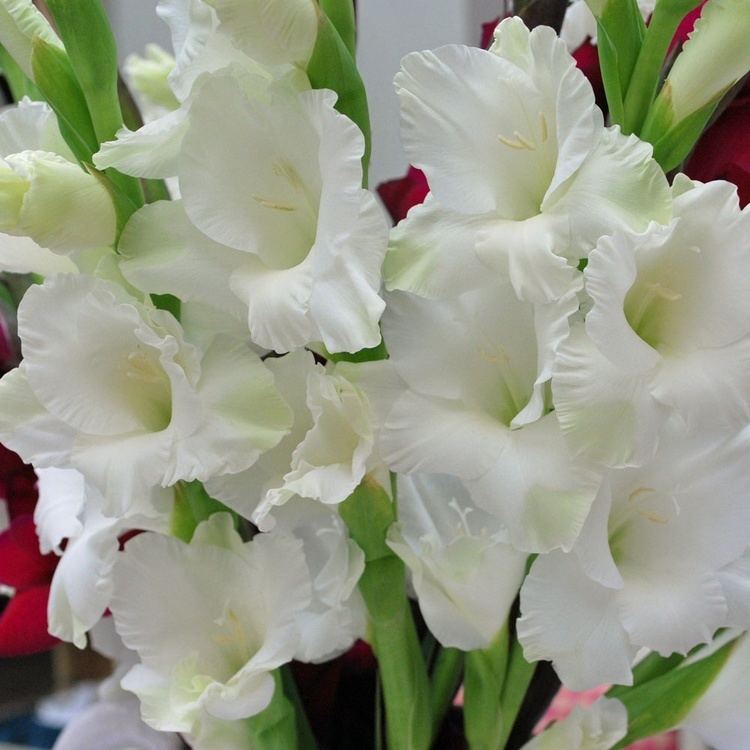 White Prosperity Gladiolus grandiflora 39White Prosperity39 Rose Cottage Plants