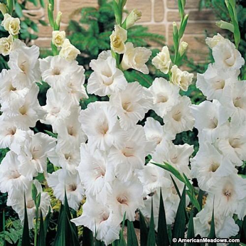 White Prosperity Gladiolus Bulbs White Prosperity American Meadows