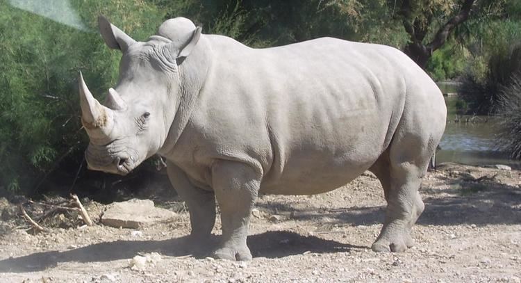 White rhinoceros White Rhinoceros