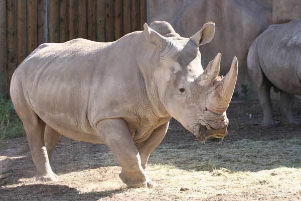 White rhinoceros White Rhinoceros Utah39s Hogle Zoo