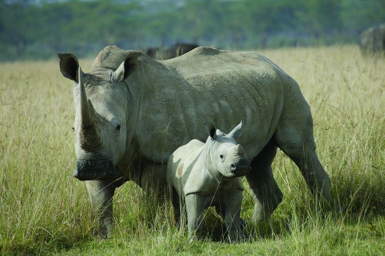 White rhinoceros White Rhino International Rhino Foundation
