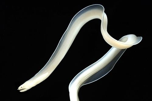 White ribbon eel oceansdirectcomwpcontentuploads201504White