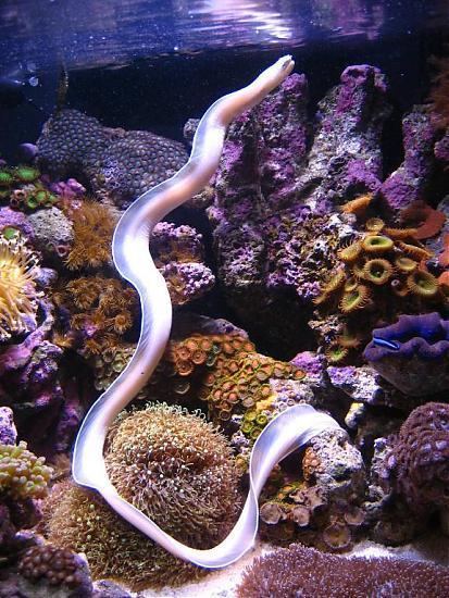 White ribbon eel White Ribbon Eel Ghost Eel Pics amp Video Page 2 Saltwaterfish Forum