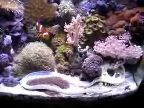 White ribbon eel White Ribbon Eel Ghost Eel Swimming in a Reef Tank YouTube
