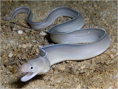 White ribbon eel Eels