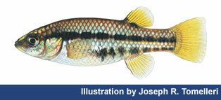 White River springfish httpswwwfwsgovnevadaprotectedspeciesfish