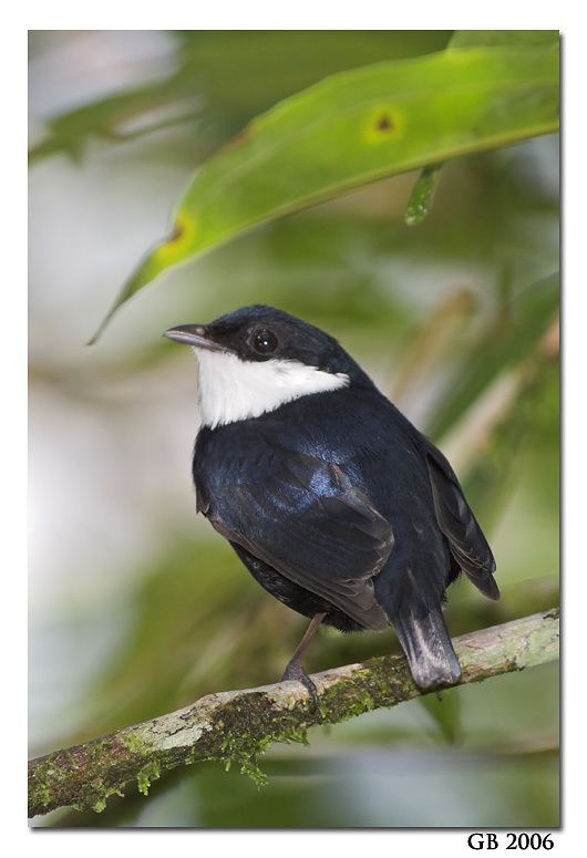 White-ruffed manakin wwwglennbartleycomnaturephotographyCosta20Ric