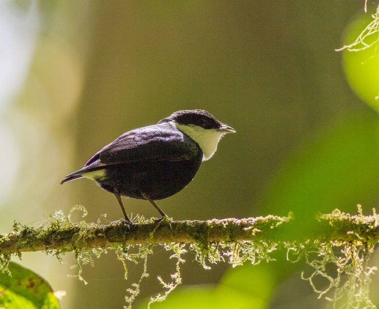 White-ruffed manakin Whiteruffed Manakin Cerro Musn Nicaragua Birds of passage