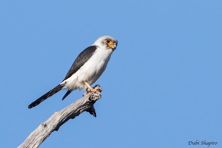 White-rumped falcon Whiterumped Pygmyfalcon Polihierax insignis videos photos and