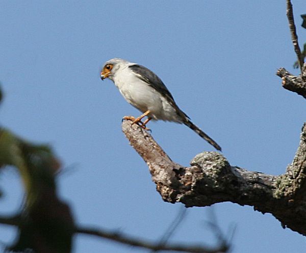 White-rumped falcon Oriental Bird Club Image Database Whiterumped Falcon Polihierax
