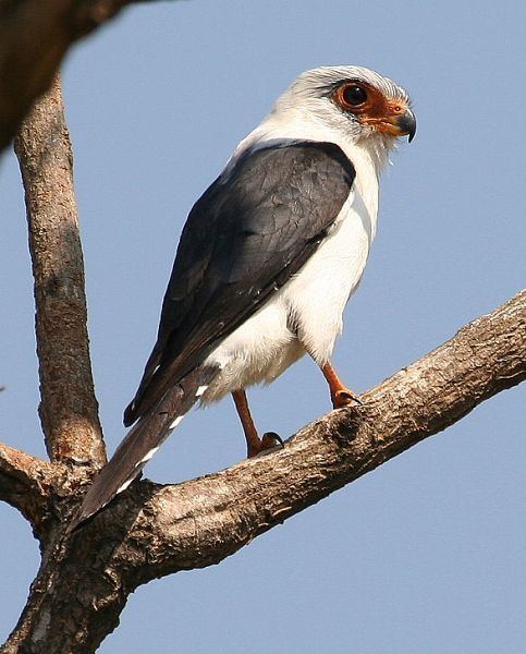 White-rumped falcon orientalbirdimagesorgimagesdatapolihieraxinsi