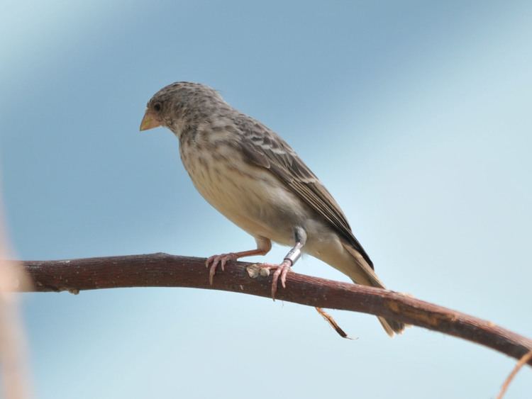 White-rumped seedeater wwwtheonlinezoocomimg24toz24403ljpg