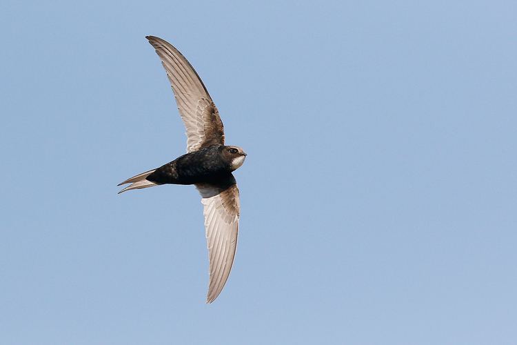 White-rumped swift Swifts Bird amp Wildlife Photography by Richard and Eileen Flack