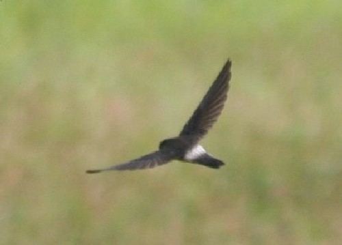 White-rumped swiftlet Whiterumped swiftlet