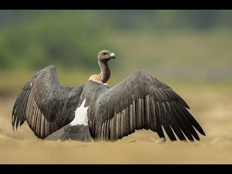 White-rumped vulture Indian Whiterumped Vulture Gyps bengalensis YouTube