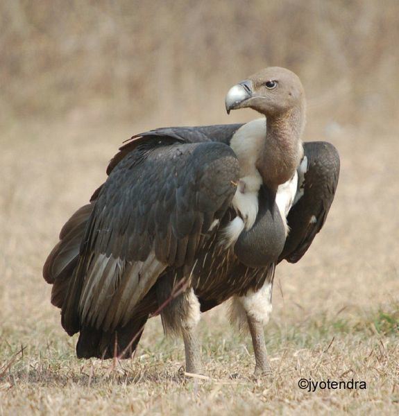 White-rumped vulture orientalbirdimagesorgimagesdatawhiterumpedvul
