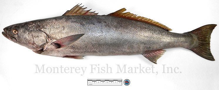 White seabass Monterey Fish Market White Sea Bass