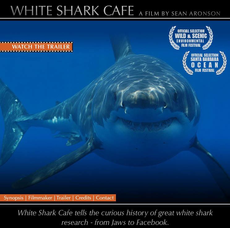 White Shark Café White Shark Cafe The Film