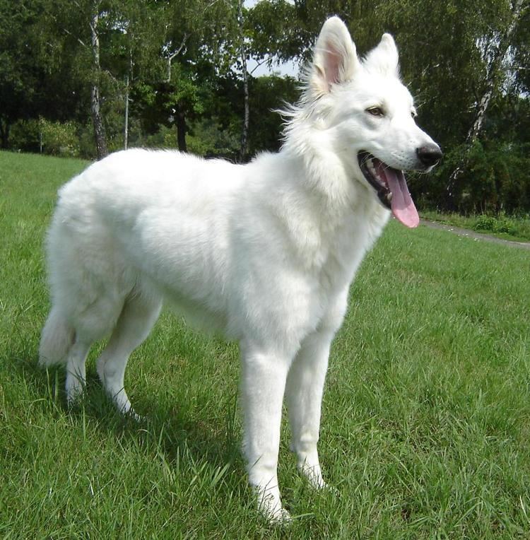 White Shepherd httpsuploadwikimediaorgwikipediacommons33