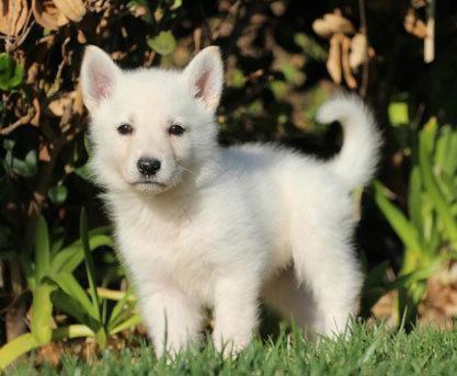White Shepherd The American White Shepherd A Limited Edition Version of The