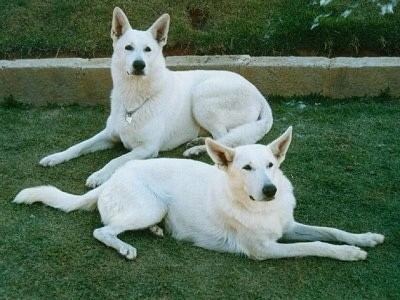 White Shepherd American White Shepherd Dog Breed Information and Pictures