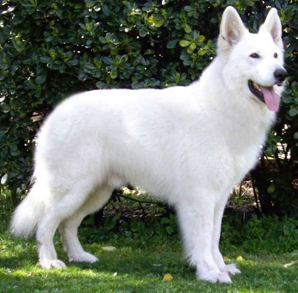 White Shepherd 5 Common Questions About The White German Shepherd Animalso
