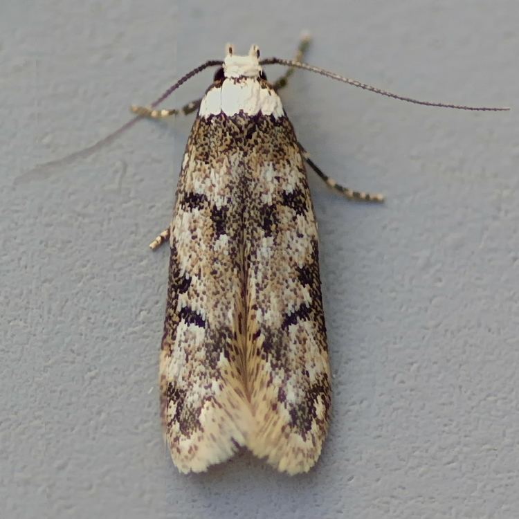 White-shouldered house moth mareksmothscoukpictures06480648tljpg