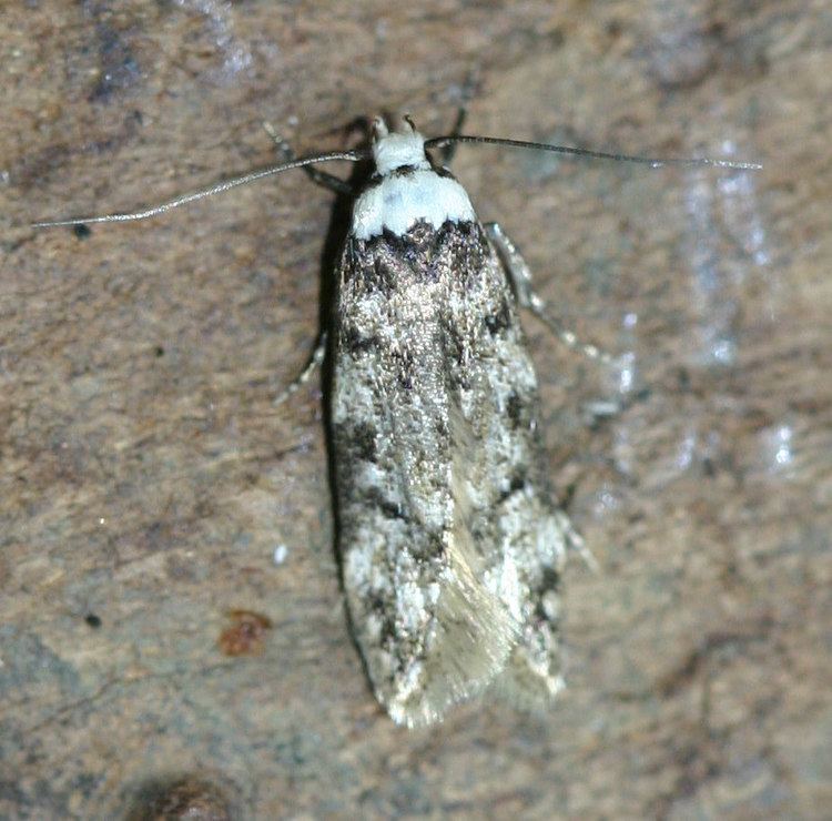 White-shouldered house moth Whiteshouldered Housemoth Endrosis sarcitrella NatureSpot