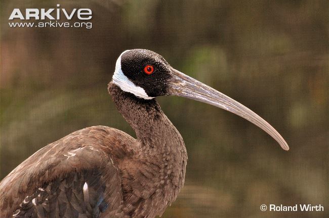 White-shouldered ibis cdn2arkiveorgmediaABAB59CD621F574F9488472