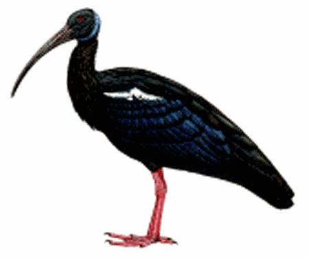 White-shouldered ibis Whiteshouldered Ibis Pseudibis davisoni Planet of Birds