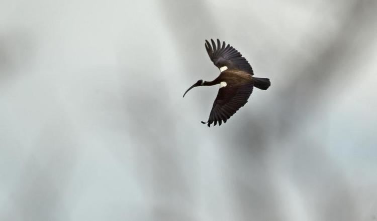 White-shouldered ibis The ibises of Tmatbauy village a model for bird conservation in
