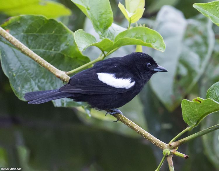 White-shouldered tanager antpittacom Photo Gallery Tanagers Part I
