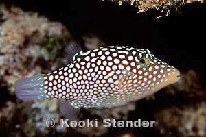 White-spotted puffer Hawaii Whitespotted Puffer Canthigaster jactator