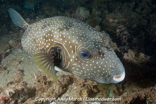 White-spotted puffer Pictures of WhiteSpotted Puffer Fish Arothron hispidus