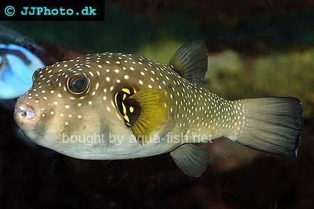 White-spotted puffer WhiteSpotted Puffer