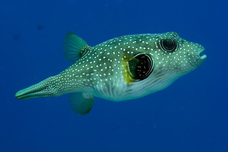 White-spotted puffer Whitespotted puffer