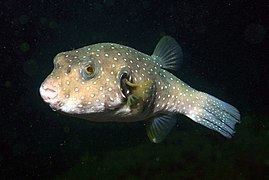 White-spotted puffer Whitespotted puffer Wikipedia