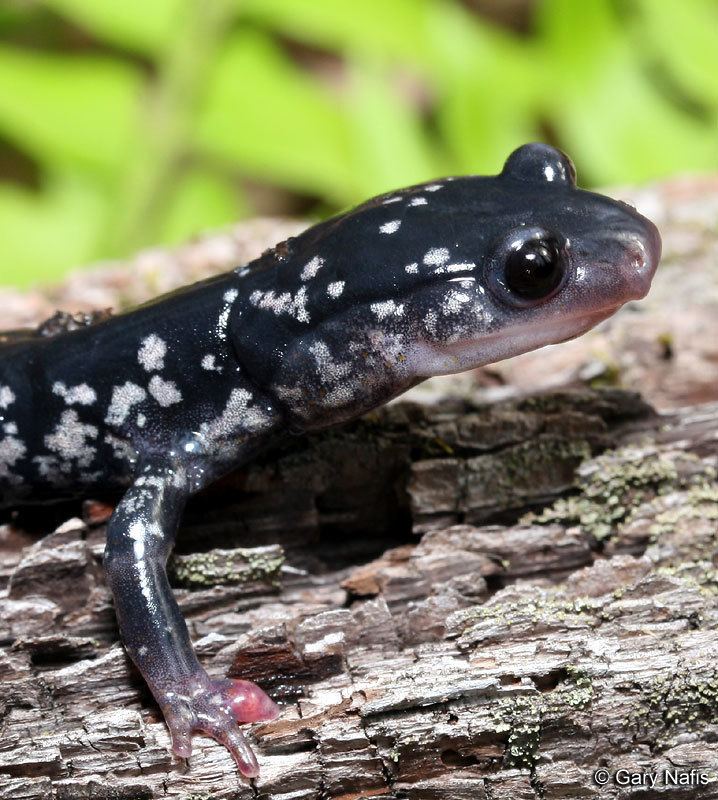 White-spotted slimy salamander wwwcaliforniaherpscomnoncalmiscmiscsalamander