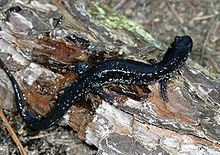 White-spotted slimy salamander Whitespotted slimy salamander Wikipedia