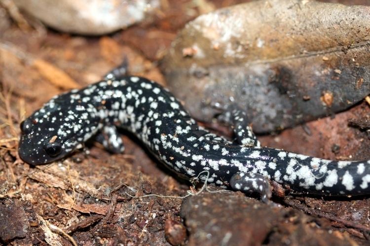 White-spotted slimy salamander WhiteSpotted Slimy Salamander by faolruadh on DeviantArt