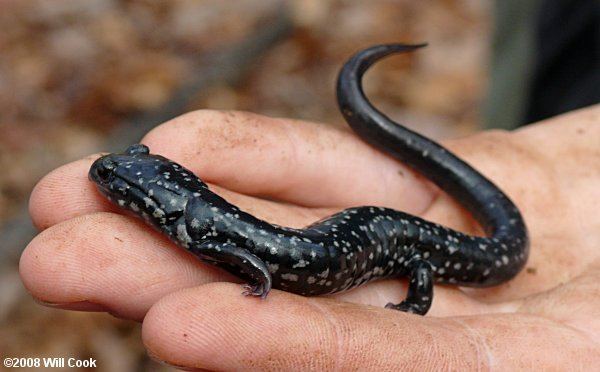 White-spotted slimy salamander Whitespotted Slimy Salamander Plethodon cylindraceus