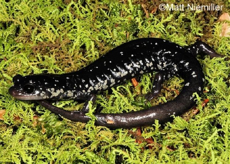 White-spotted slimy salamander Tennessee Watchable Wildlife Whitespotted Slimy Salamander