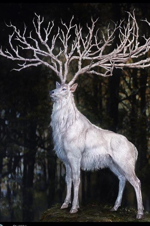 White stag 10 images about Stag on Pinterest Reindeer The white and